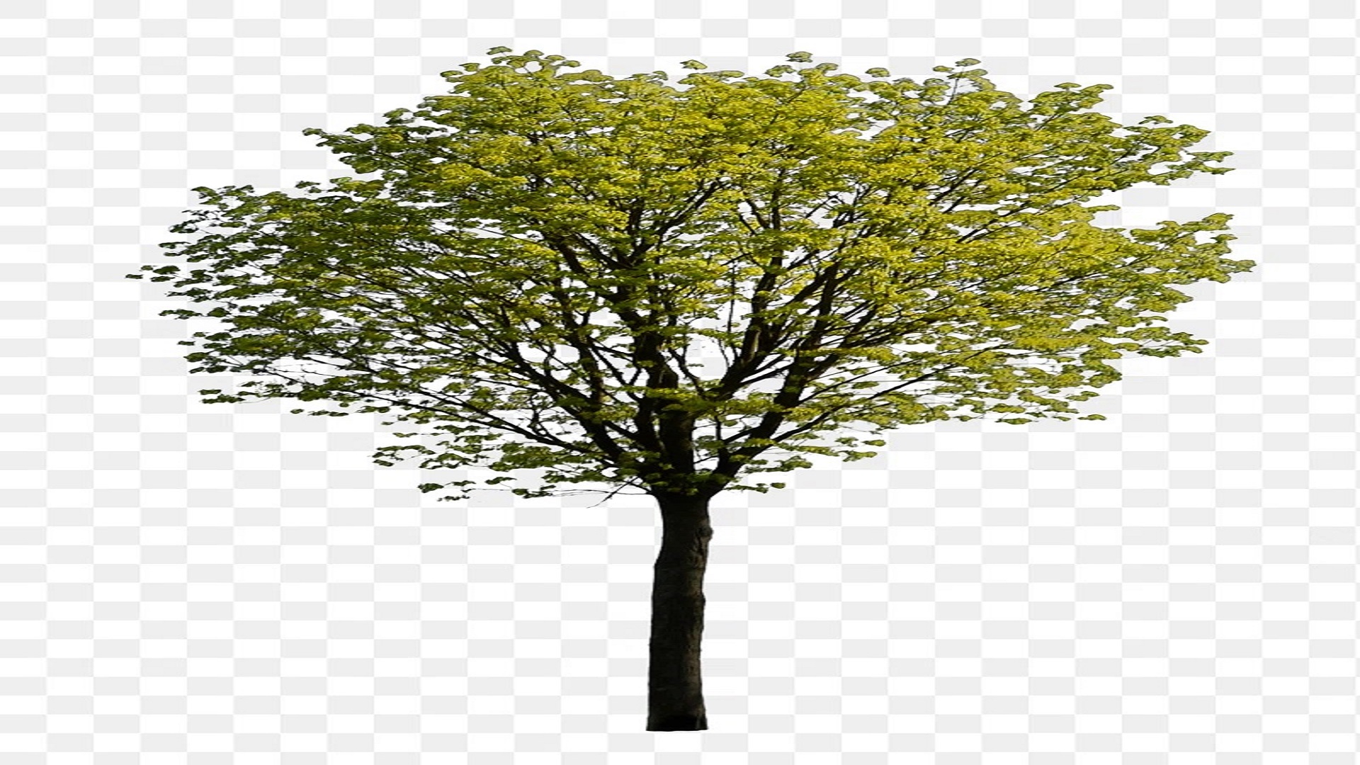 A really shitty stretched fake png of a tree.